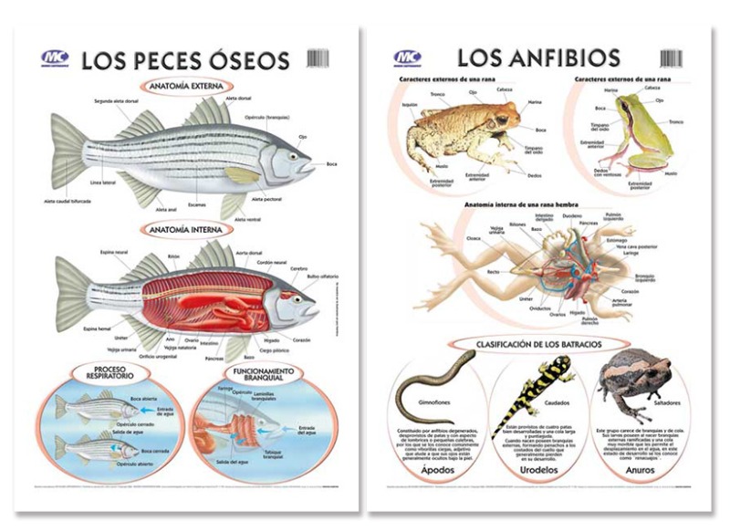 LAM.EDUC.50x70 d/faz PECES OSEOS/ANFIBIOS